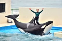 神経質な水族館のシャチ メンタル面の調整が必要なことも