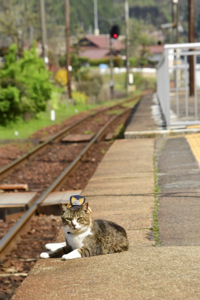 勤務時間はフリーの広島の猫駅長「りょうま」