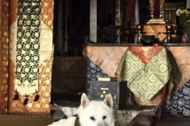 京都で修行積んだ犬の住職 悟りを開いているので悩みはない