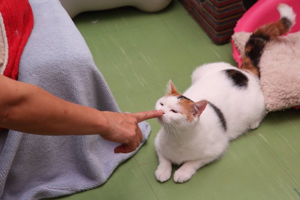 いきなり抱っこはng ネコの気持ちはおもちゃでほぐす Newsポストセブン