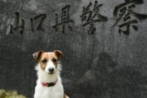 山口県の嘱託警察犬・メッシ 給料は褒め言葉