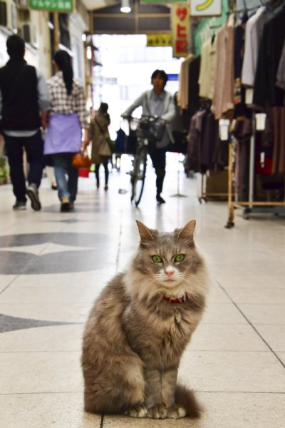 広島県路地裏観光課の美人猫課長目当てに人だかりも Newsポストセブン
