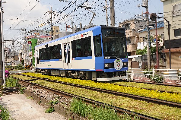 軌道緑化に再チャレンジ中の都電