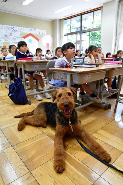 立教女学院小学校の“学校犬” エアデールテリアのベローナ