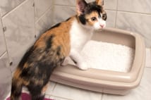 梅雨時の猫ケア 食事は出したままにせず毎日ブラッシングを