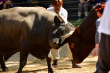 越後の「牛の角突き」 神事のため全部引き分けで終わる