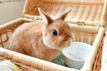 うさぎが大の苦手 カフェおひさまの看板うさぎ・内藤くん