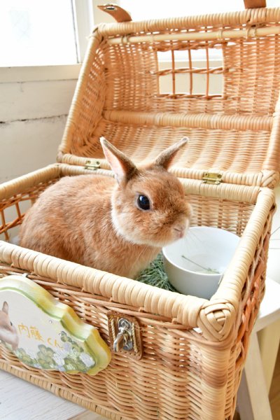 うさぎが大の苦手なうさぎカフェ店員の内藤くん