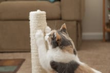 猫の爪とぎで壁がボロボロ 防ぐ方法は?
