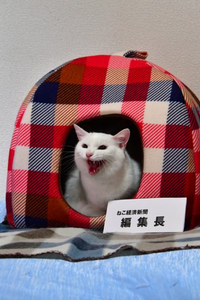 『ねこ経済新聞』の猫編集長・アグリ