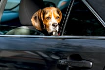 ペットと初めての長時間ドライブ 車酔い防ぐための事前準備を