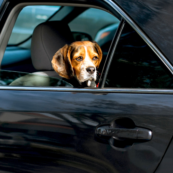 ペットの車酔いどうする？（PH：Thinkstock／Getty Images）