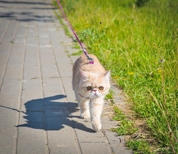 猫に散歩は必要？（写真／Thinkstock by Getty Images）