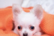 買った犬に先天性疾患を発見 ショップに治療費請求できる?