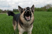 狂犬病禍の中国　噛みつかれた被害者に飼い主が居直る例も