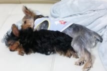 犬の多頭飼い、犬猫の共同生活 仲良くさせるコツとは