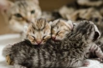 子猫を里親に出す際の注意 譲渡の条件を書面に残すべき