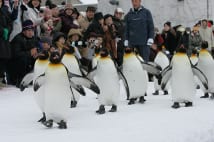 日本の動物園の安すぎる入園料　2000円に上げたら経営は楽に