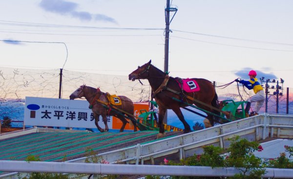 客も並走する「ばんえい競馬」は道内でも十勝のみ