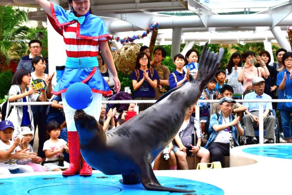 サンシャイン水族館のミュージカル俳優アシカのクゥ