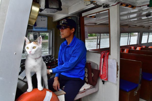 観光船の副船長ネコ「みーちゃん」