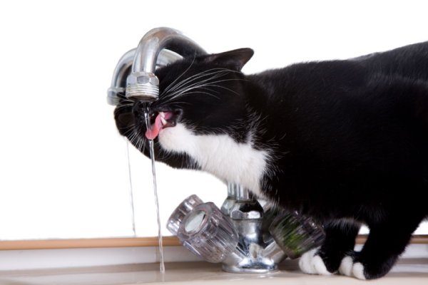 水飲み容器 プラスチックよりガラスや陶器の方が猫に人気？｜NEWS 