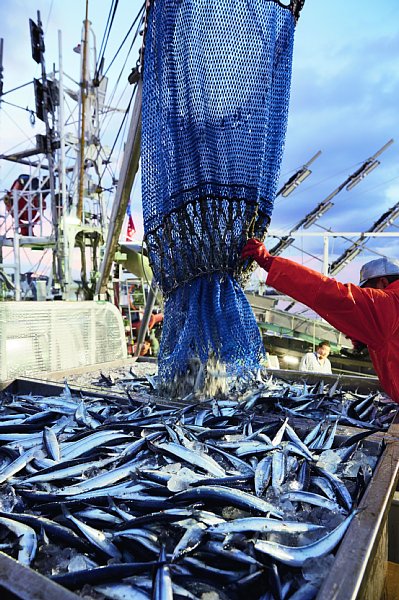 北海道・花咲港での秋刀魚の水揚げ