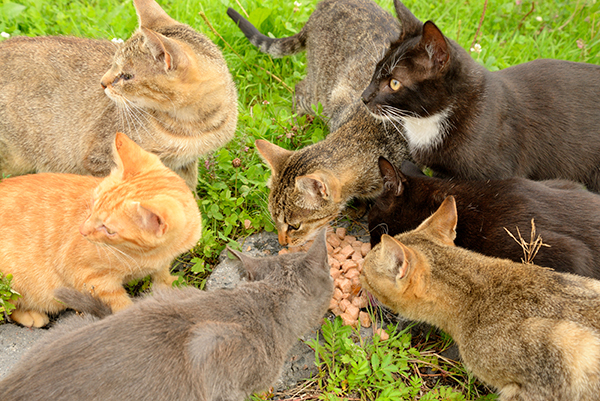 野良猫にエサを与え慰謝料が発生した例も