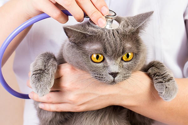 猫の避妊 病気予防のメリットと太りやすくなるデメリット｜NEWSポスト 
