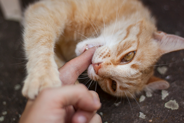 愛猫が急に噛む理由って？