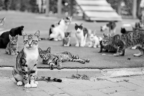 謎に包まれた「猫の集会」