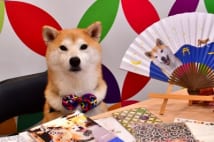 京都の和紙専門店・広報部長の柴犬 かわいい蝶ネクタイ姿