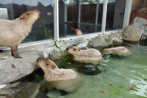 カピバラの湯の癒し提供係
