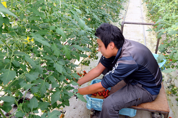 JR九州玉名農場は毎年、品種を変えてミニトマト栽培している