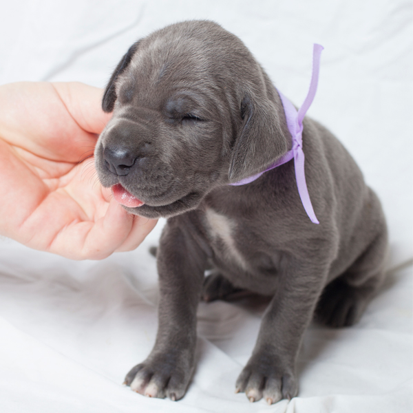 犬のアレルギーはメスのほうが発症しやすい