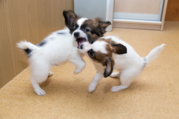 犬のけんか 手を出すのは それぞれの視界を遮るのが Newsポストセブン