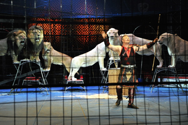世界でも希少なホワイト・ライオンも加わった猛獣ショー