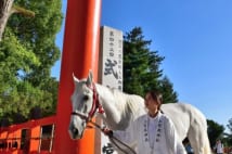 上賀茂神社の白い神馬「神山号」　競走馬としても活躍