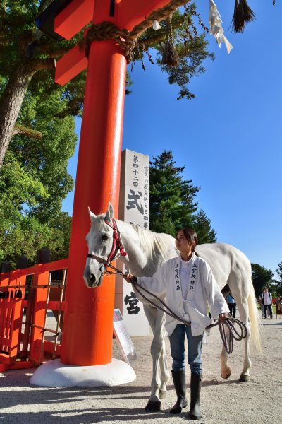 上賀茂神社の神馬、神山号