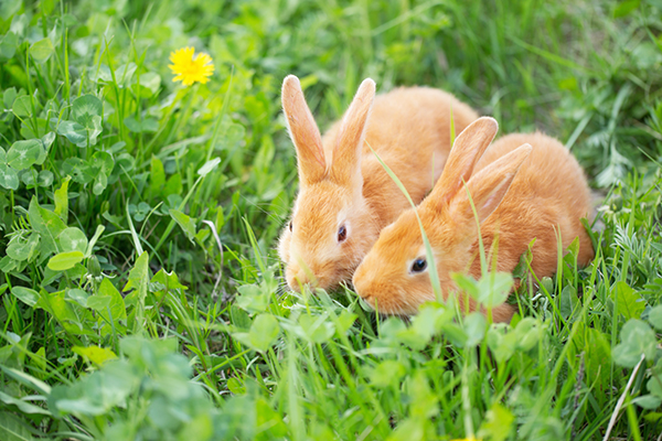 意外と凶暴なウサギ 安全に抱っこする方法は Newsポストセブン