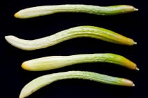 野菜の種「固定種・在来種」と「F1種」 その違いとは?
