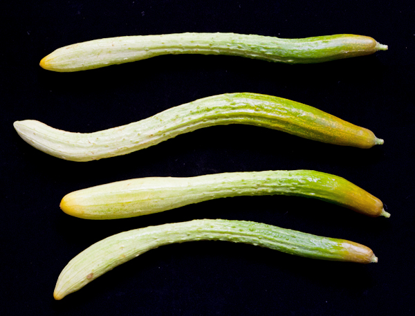 野菜の種 固定種 在来種 と F1種 その違いとは Newsポストセブン