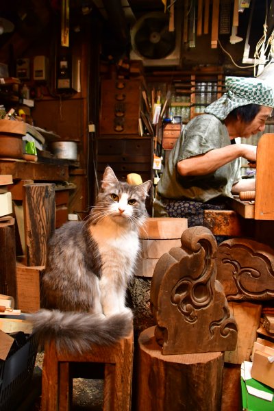 木地師の家の見張り役美猫、バサラ