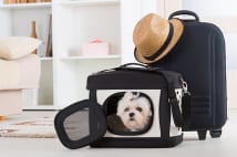 犬にも電車賃が必要? 公共交通機関でのペットのルール