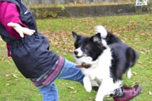 日本ではまだ珍しいドッグダンス犬 パートナーと見せた秘技