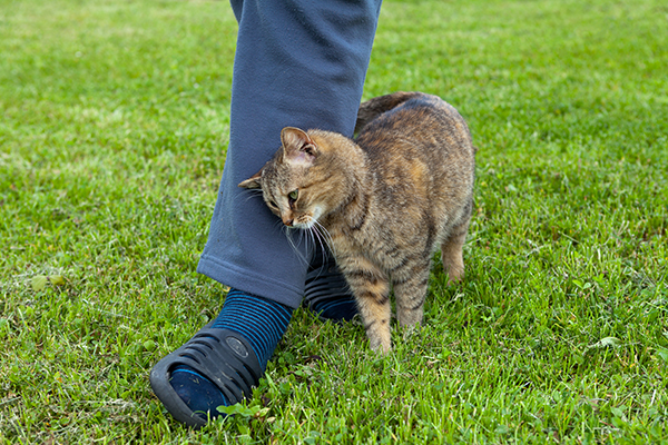 飼い主の足元にまとわりつく猫は 分離不安症 の可能性 Newsポストセブン