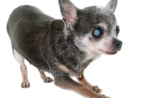 犬の白内障 完治目指すには手術のみ、費用は100万円前後
