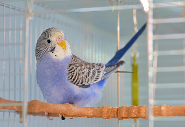 飼いやすい鳥はしつけ要らずのセキセイインコやオカメインコ Newsポストセブン