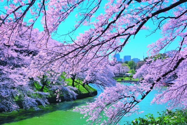 真矢ミキおすすめの千鳥ヶ淵の桜