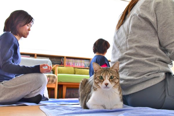 保護猫カフェ『猫式』のネコヨガインストラクター・ジオ